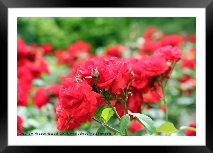 red roses flower garden spring season Framed Mounted Print by goce risteski