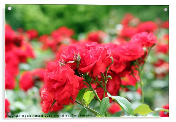 red roses flower garden spring season Acrylic by goce risteski