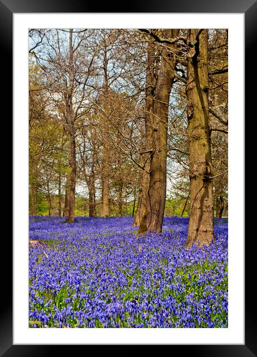 Bluebell Woods Greys Court Oxfordshire Framed Mounted Print by Andy Evans Photos