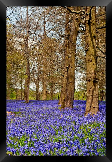 Bluebell Woods Greys Court Oxfordshire Framed Print by Andy Evans Photos