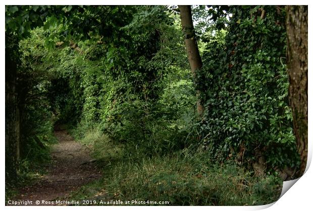 Enchanting Woodland Trail Print by Ross McNeillie