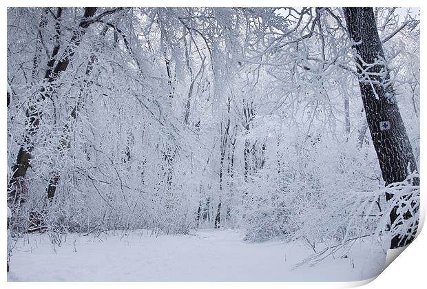 Snowy winter forest and tourist sign Print by Gabor Pozsgai
