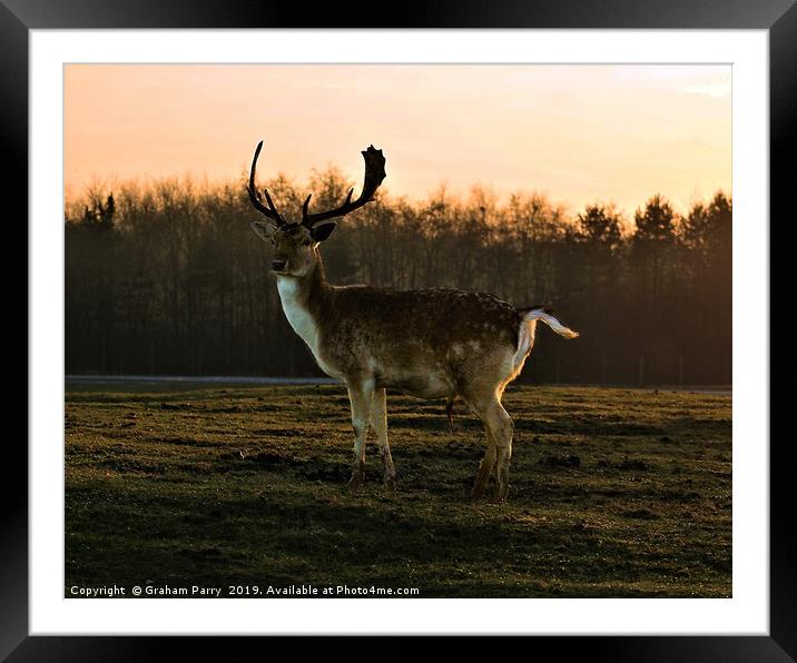 Dawn's Radiance: Fallow Deer Encounter Framed Mounted Print by Graham Parry