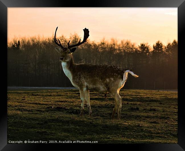 Dawn's Radiance: Fallow Deer Encounter Framed Print by Graham Parry
