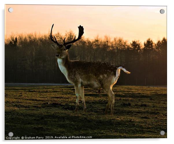Dawn's Radiance: Fallow Deer Encounter Acrylic by Graham Parry