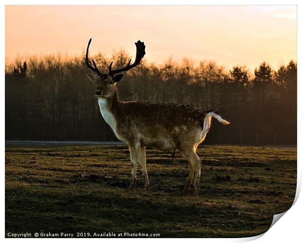 Dawn's Radiance: Fallow Deer Encounter Print by Graham Parry