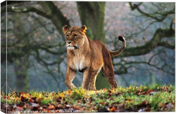 Silent Huntress in Knowsley Canvas Print by Graham Parry