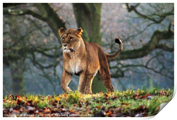 Silent Huntress in Knowsley Print by Graham Parry