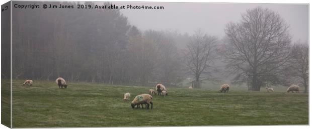 Sheep grazing in foggy Northumberland Canvas Print by Jim Jones