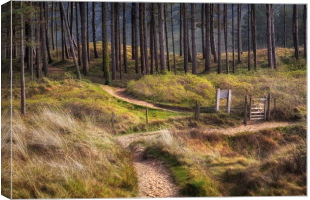 Whiteford forest Swansea Canvas Print by Leighton Collins