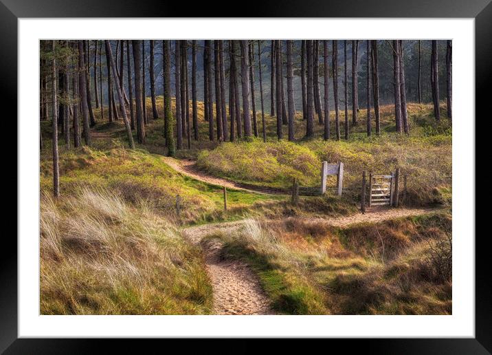 Whiteford forest Swansea Framed Mounted Print by Leighton Collins