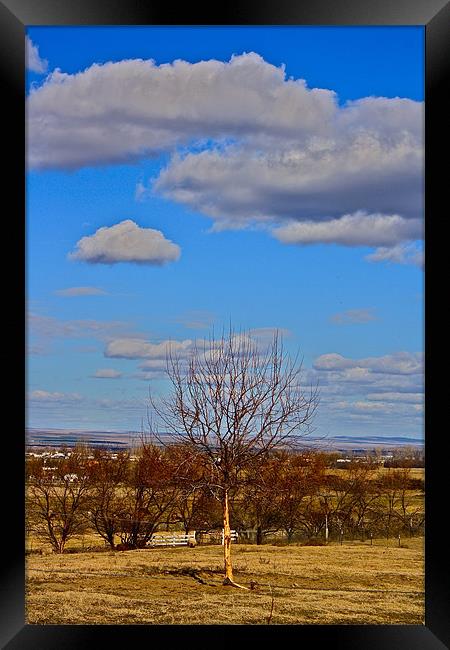 Standing Alone Framed Print by Irina Walker