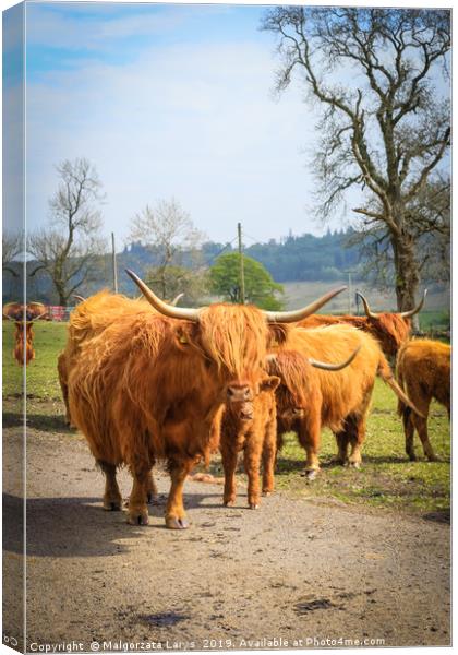 Hihland cows, Scotland Canvas Print by Malgorzata Larys