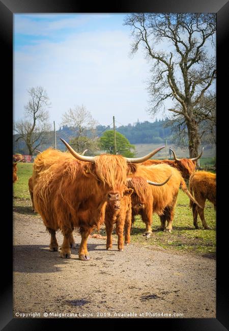 Hihland cows, Scotland Framed Print by Malgorzata Larys