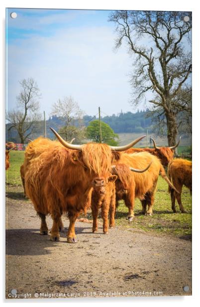 Hihland cows, Scotland Acrylic by Malgorzata Larys