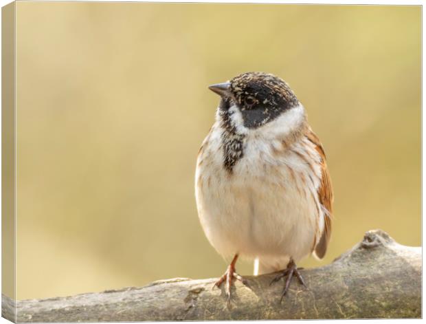 Well rounded reed bunting Canvas Print by Jonathan Thirkell