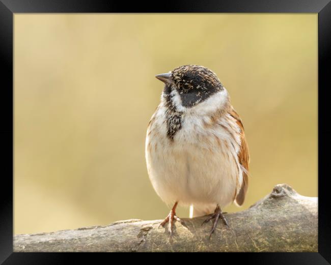 Well rounded reed bunting Framed Print by Jonathan Thirkell