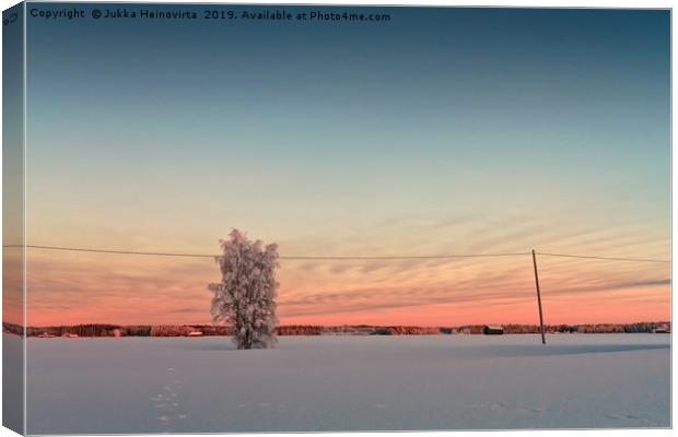 Snow Covered Tree In The Sunset Canvas Print by Jukka Heinovirta
