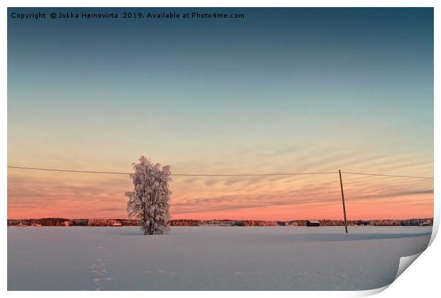 Snow Covered Tree In The Sunset Print by Jukka Heinovirta