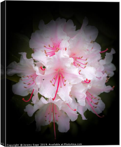 Enchanting Rhododendron Blossoms Canvas Print by Jeremy Sage