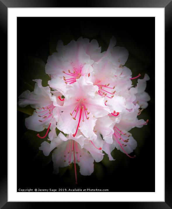 Enchanting Rhododendron Blossoms Framed Mounted Print by Jeremy Sage