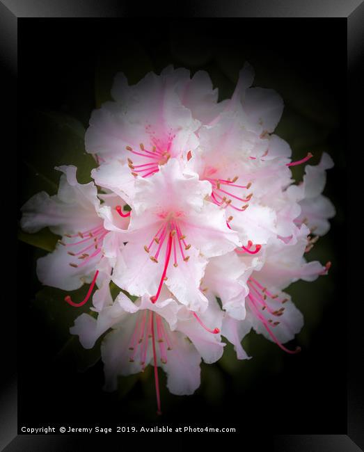 Enchanting Rhododendron Blossoms Framed Print by Jeremy Sage