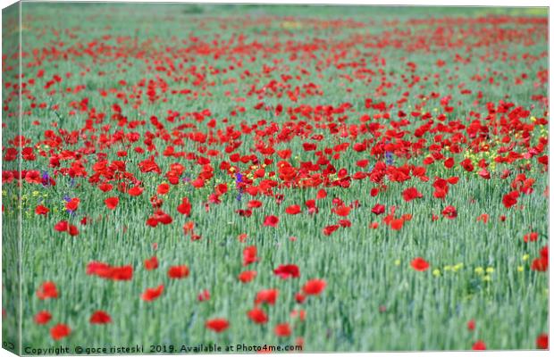 poppy red flower and green wheat spring season Canvas Print by goce risteski