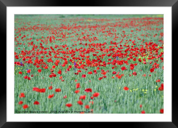 poppy red flower and green wheat spring season Framed Mounted Print by goce risteski