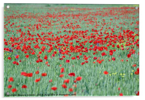 poppy red flower and green wheat spring season Acrylic by goce risteski