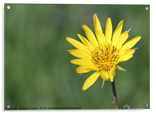 yellow dandelion flower close up spring season Acrylic by goce risteski