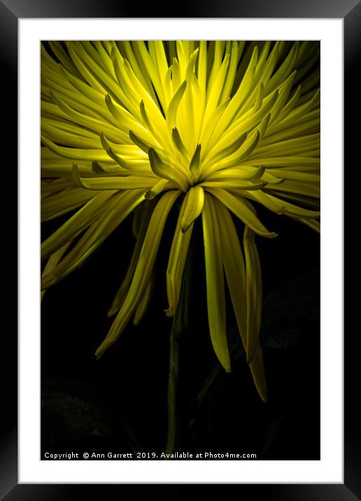 Chrysanthemum Spikes Framed Mounted Print by Ann Garrett