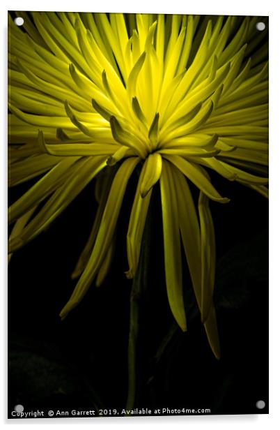 Chrysanthemum Spikes Acrylic by Ann Garrett