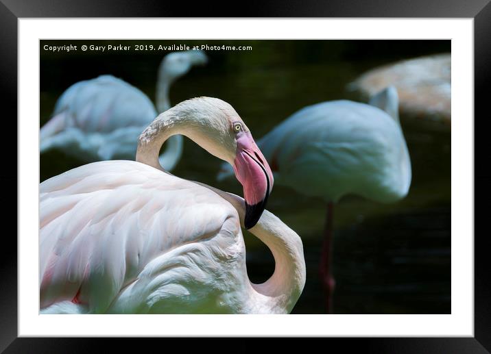 Flamingo, light pink in color Framed Mounted Print by Gary Parker