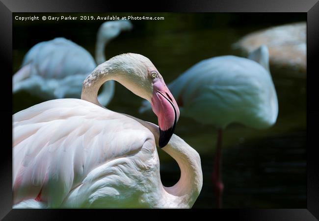 Flamingo, light pink in color Framed Print by Gary Parker