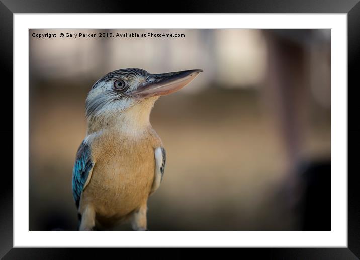 Blue winged Kookaburra Framed Mounted Print by Gary Parker