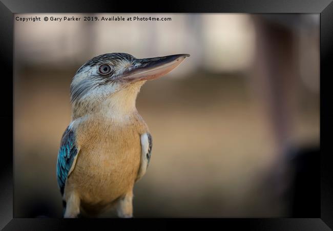 Blue winged Kookaburra Framed Print by Gary Parker