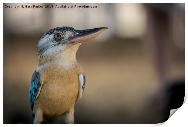 Blue winged Kookaburra Print by Gary Parker