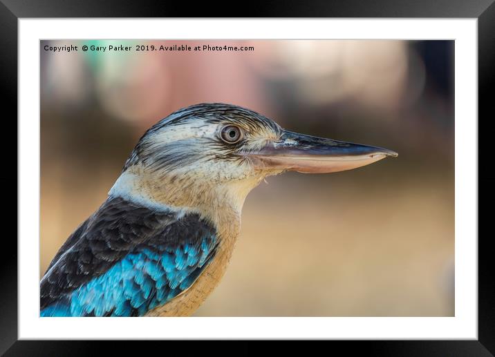 Blue winged Kookaburra Framed Mounted Print by Gary Parker
