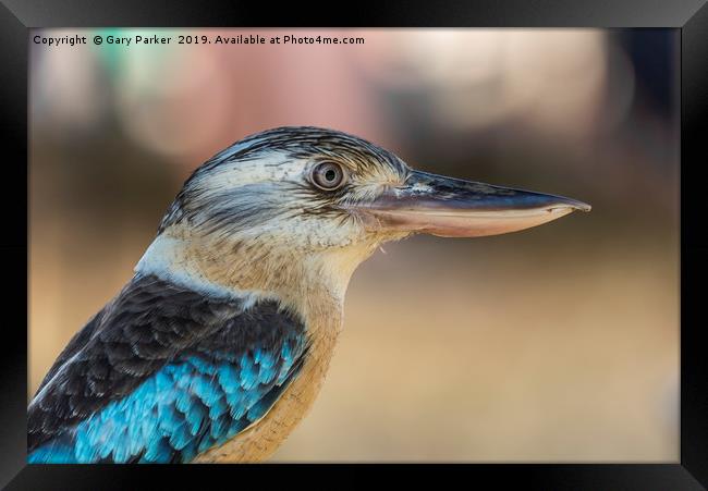 Blue winged Kookaburra Framed Print by Gary Parker
