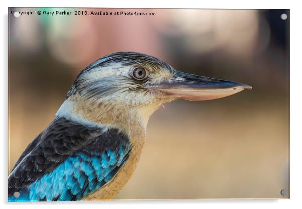 Blue winged Kookaburra Acrylic by Gary Parker