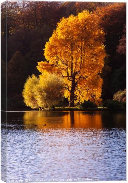 Single Tree at Stourhead Wiltshire Canvas Print by Paul Brewer
