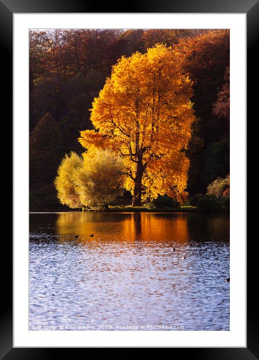 Single Tree at Stourhead Wiltshire Framed Mounted Print by Paul Brewer