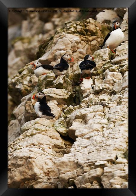 CLIFF GANG Framed Print by andrew saxton