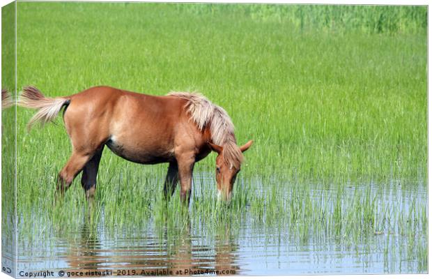 brown horse on pasture spring season Canvas Print by goce risteski