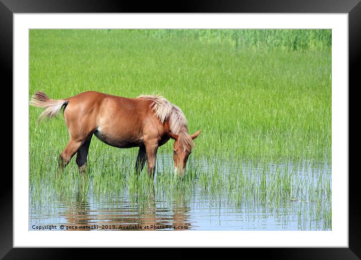 brown horse on pasture spring season Framed Mounted Print by goce risteski