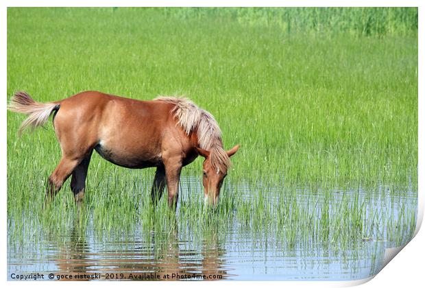 brown horse on pasture spring season Print by goce risteski