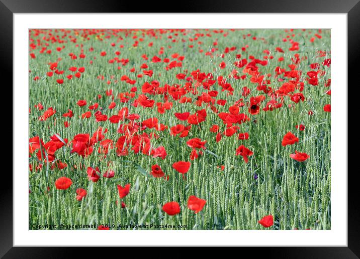green wheat and red poppy flowers Framed Mounted Print by goce risteski