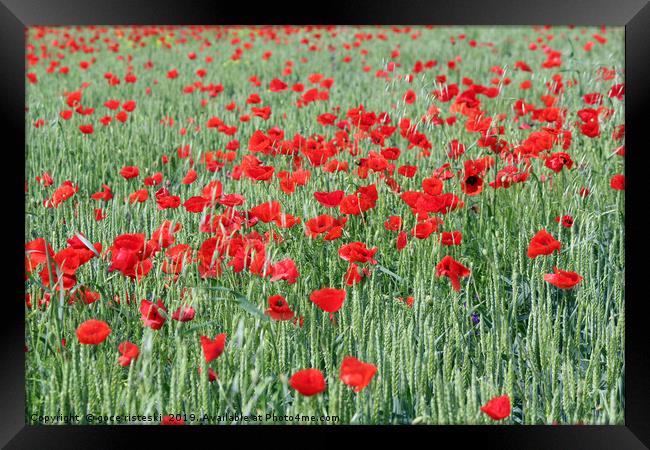 green wheat and red poppy flowers Framed Print by goce risteski