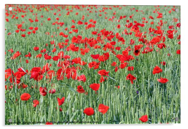green wheat and red poppy flowers Acrylic by goce risteski