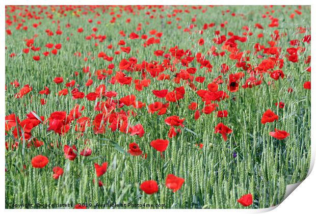 green wheat and red poppy flowers Print by goce risteski